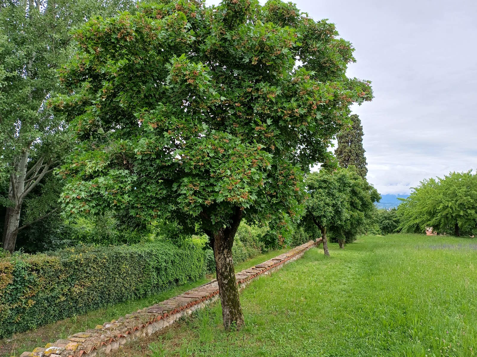 Immagine 1